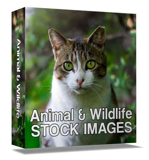 Animal and wildlife stock images with PLR/MRR resell rights for commercial use