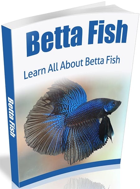 Betta fish care ebook with PLR and MRR resell rights – healthy beautiful betta guide
