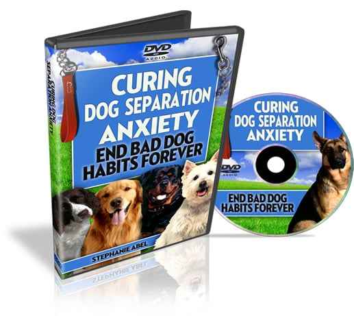 Curing Dog Separation Blog – ready-made PLR blog with resell rights for profitable niche