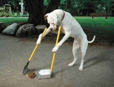 Dog training digital product with autoresponder series and reports for resell rights