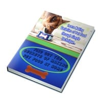 Massive Blog Traffic