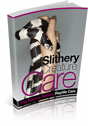 Reptile care guide digital download with PLR resell rights showing snake and lizard basics