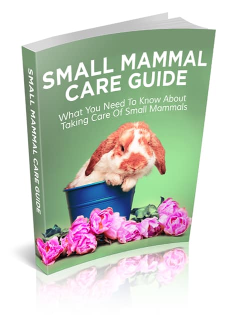 Small mammal care guide with PLR rights - hamster, gerbil, rat, mouse, rabbit care tips